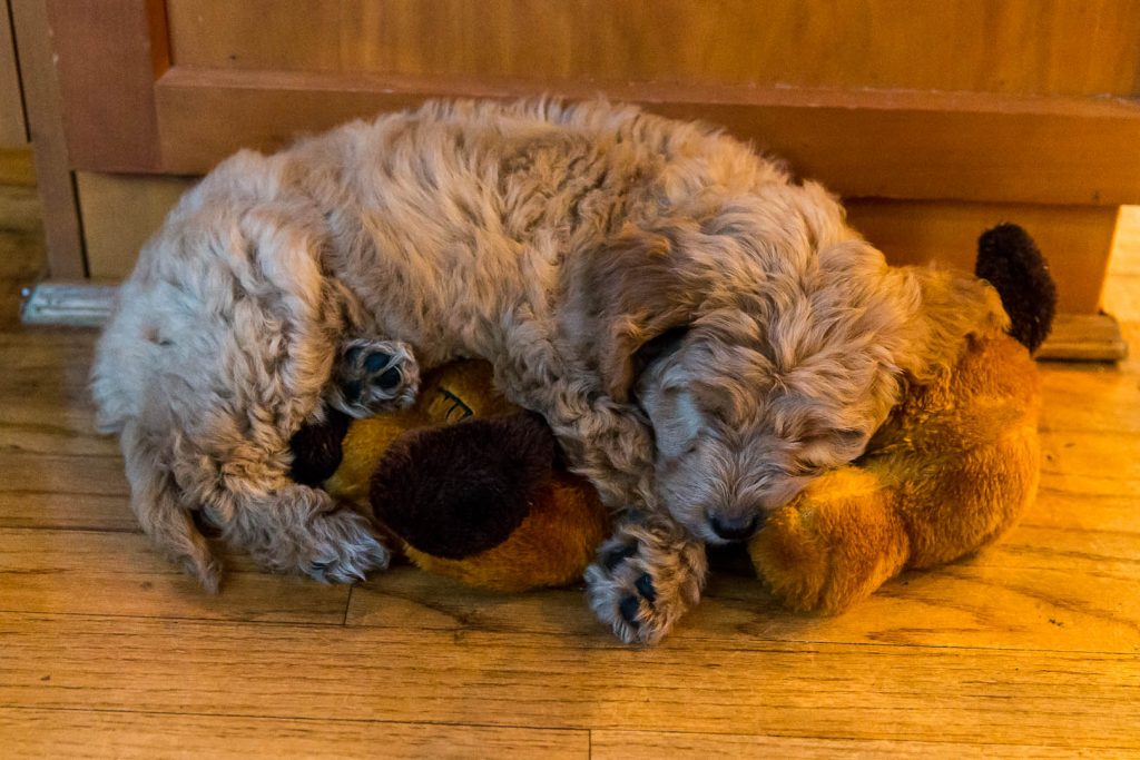 snuggle puppy