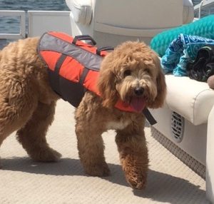 Tanner the Goldendoodle wearing a life safety jacket