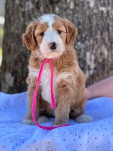 Reputable Goldendoodle Breeders | Mini Bernedoodle | Multigen Goldendoodles