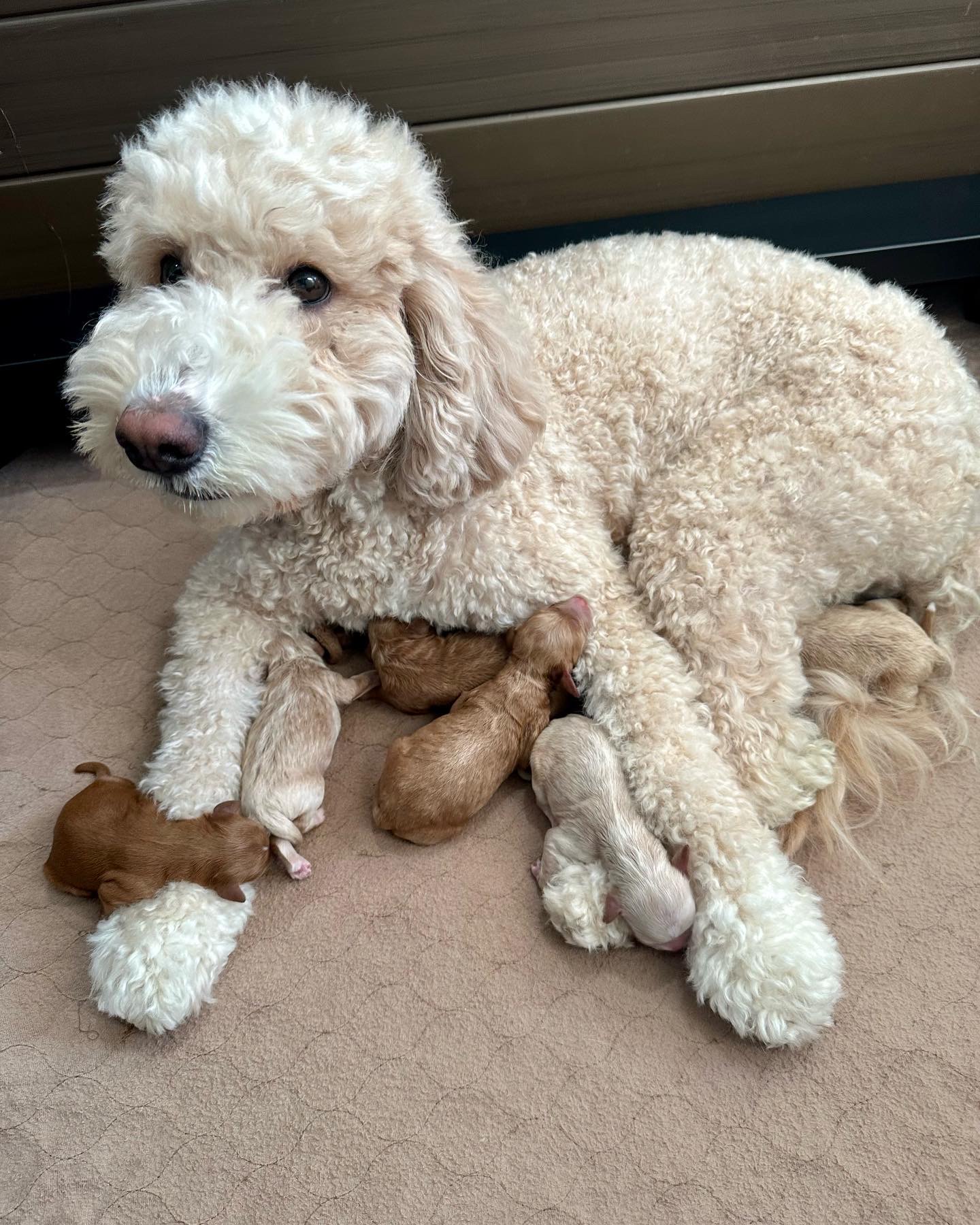 908ABB59-8CFD-49AA-8E6F-C5225B2C5399 ellie pups