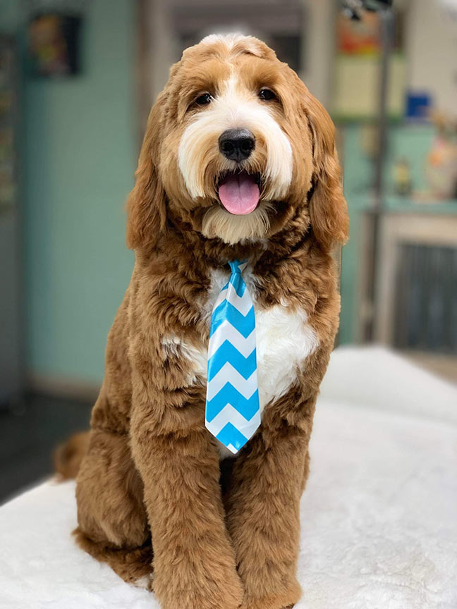 goldendoodle with tie on