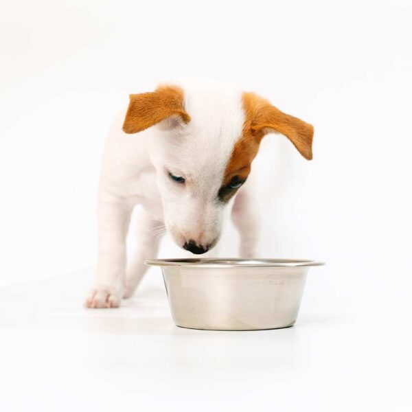 What’s the Slime in My Dog’s Water Bowl, How to Clean It