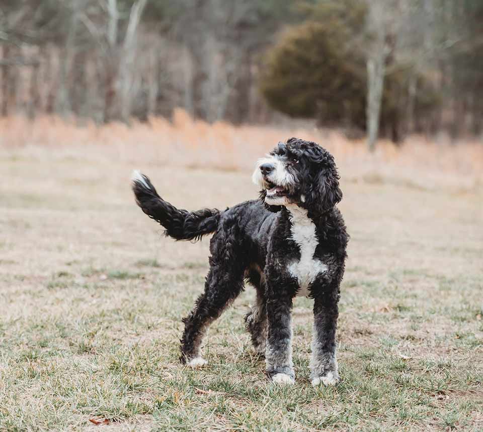 Traditional black and white bernedoodle standing in grass