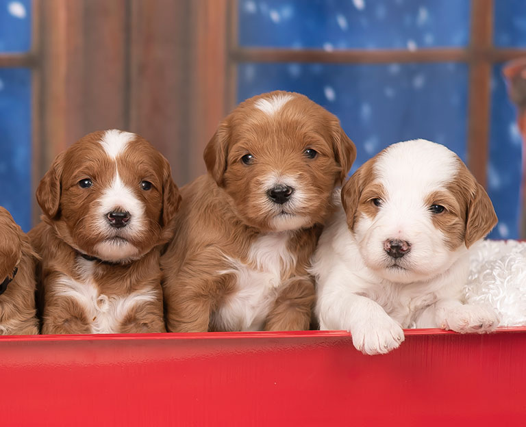 three goldendoodle puppies sitting in wagon together