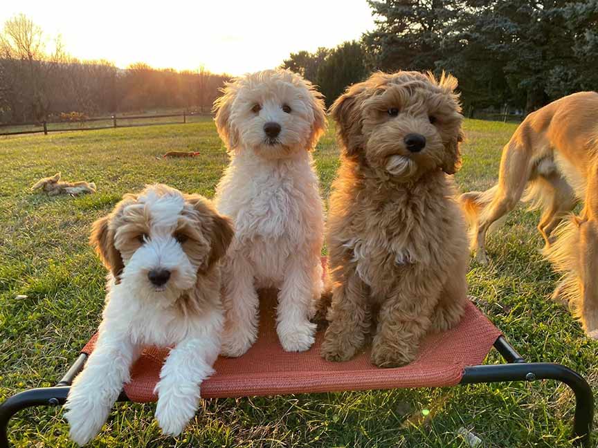 Three goldendoodle puppies sitting on training seat