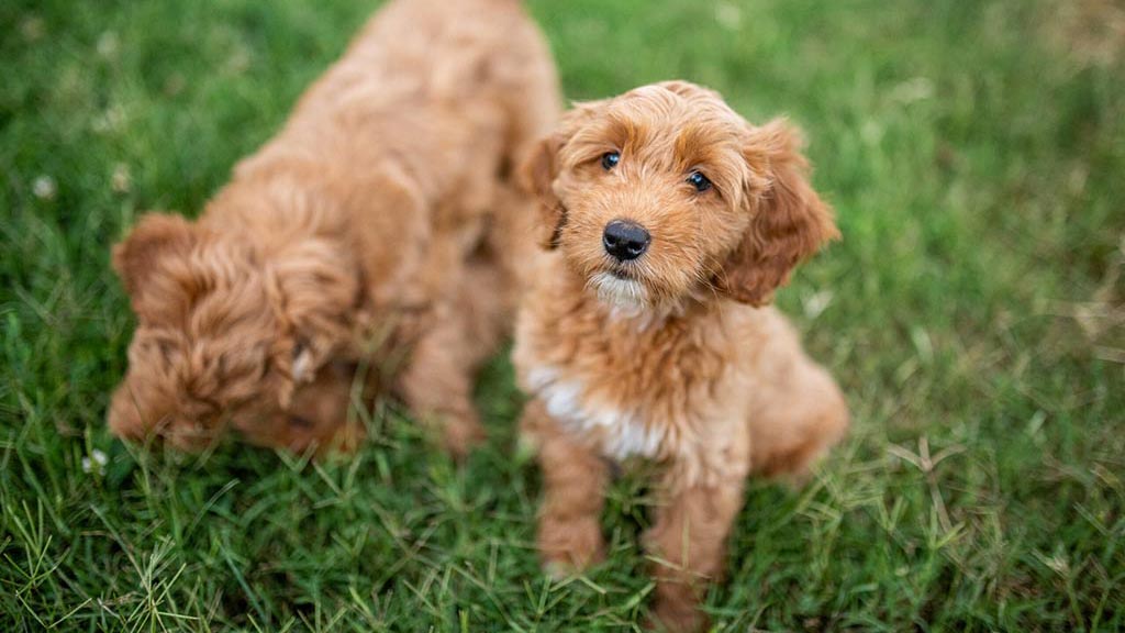 two light brown goldendoodle puppies for sale at Fox Creek Farm
