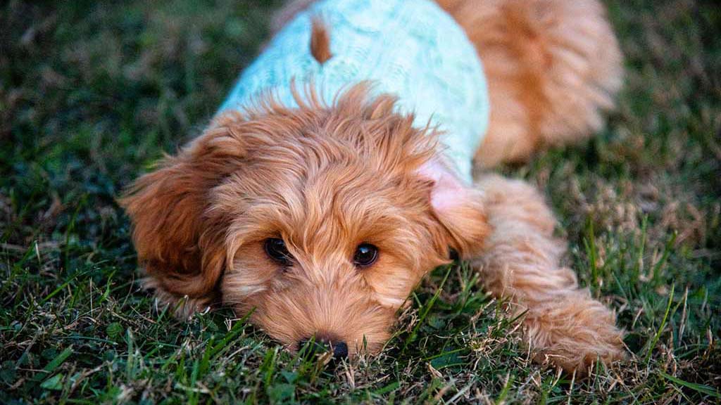 Puppy goldendoodle laying in grass