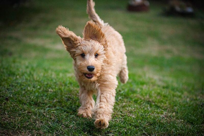 Reputable Goldendoodle & Bernedoodle Breeders | Mini Doodles