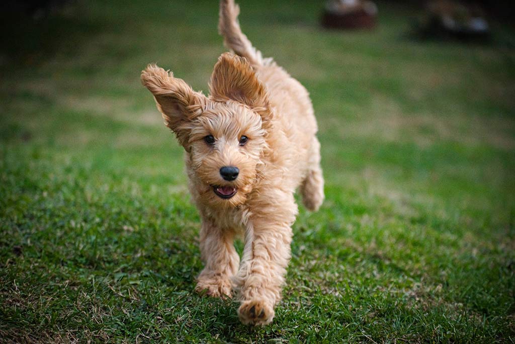 Puppy goldendoodle running in grass