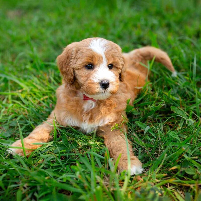 Goldendoodles Virginia Fox Creek Farm Doodles Ethical