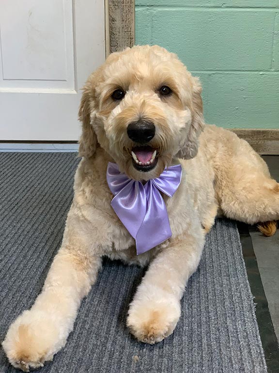 Goldendoodle with purple bow tiw