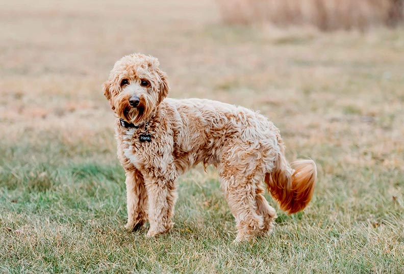 red goldendoodle in field during fall
