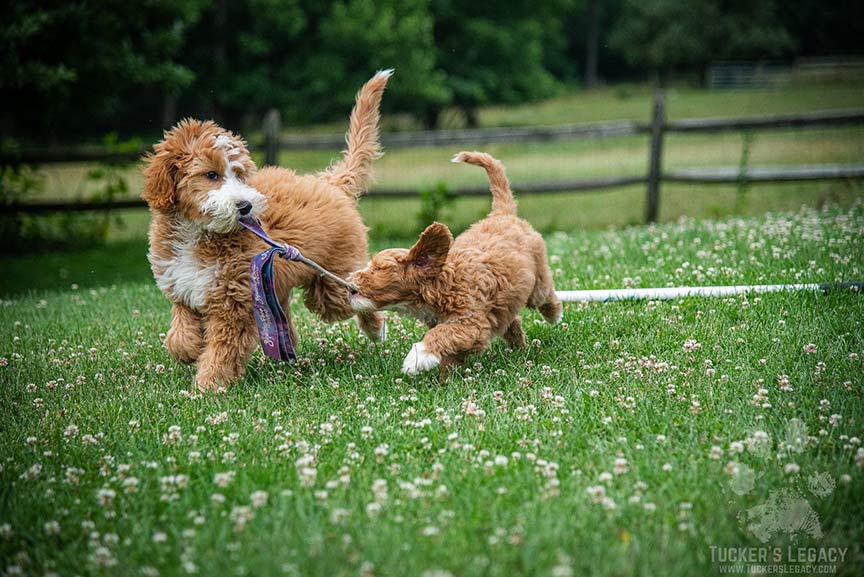 Mini store goldendoodle training