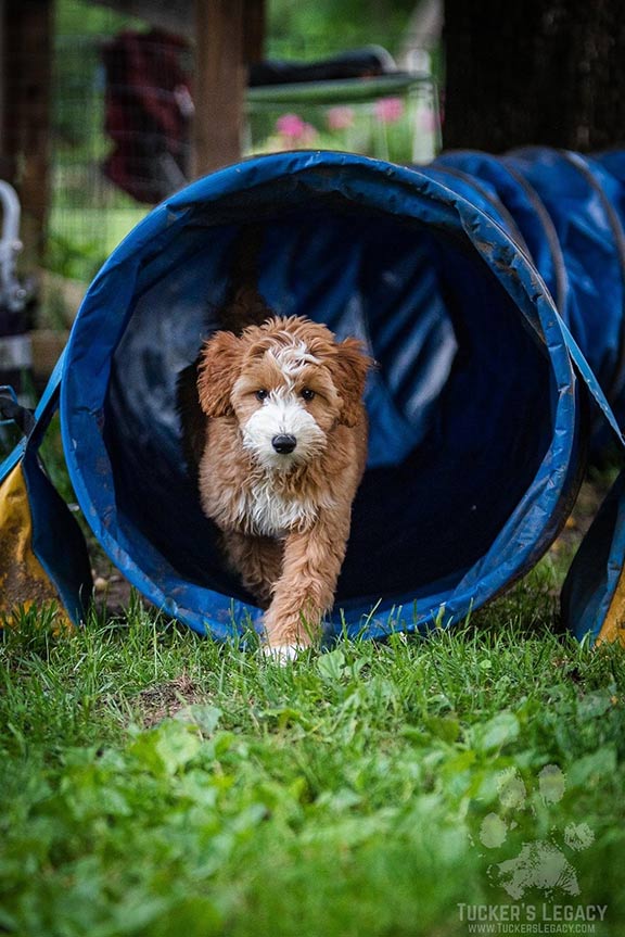 mini goldendoodle in training tunnel