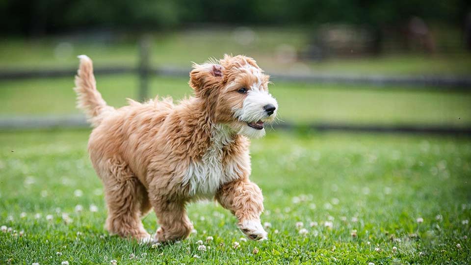 Gold and white mini Goldendoodle running in grass
