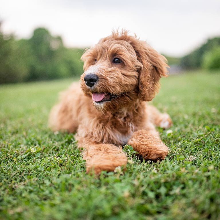 goldendoodle laying in grass wide angle lens up close shot