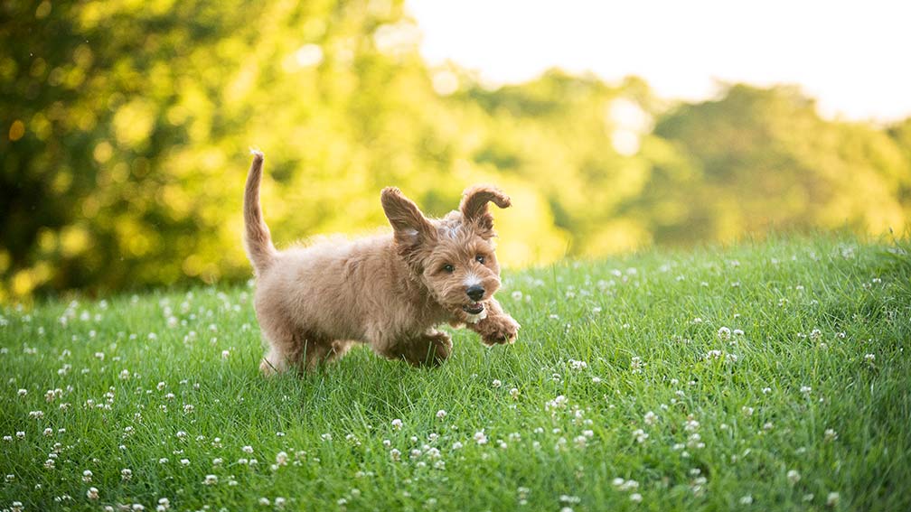 mini goldendoodle running in bright green grass