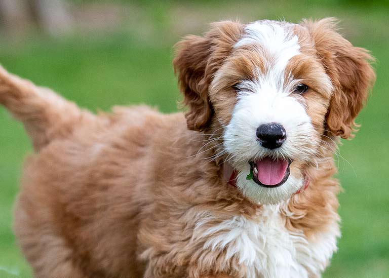 white and brown mini goldendoodle