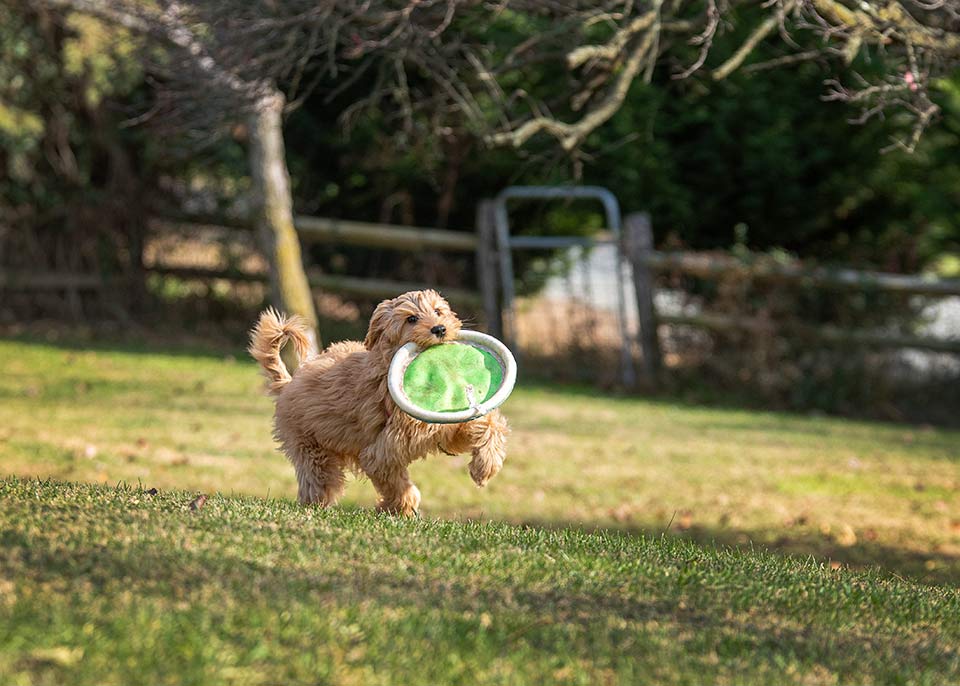 goldendoodle with frisbee in mouth