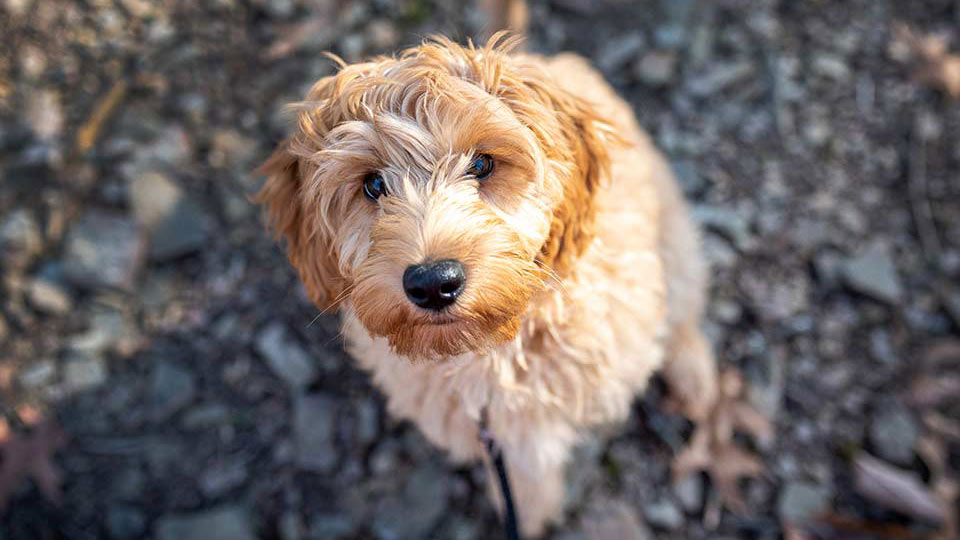 looking down on a mini goldendoodle puppy, cute