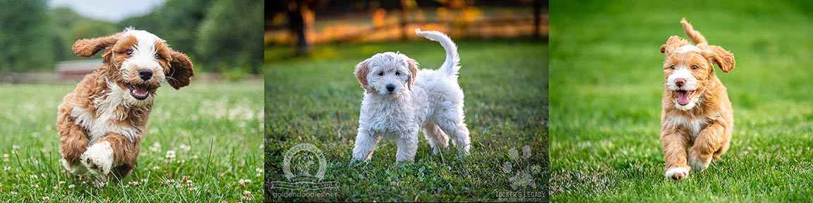 a group of three images of goldendoodle puppies