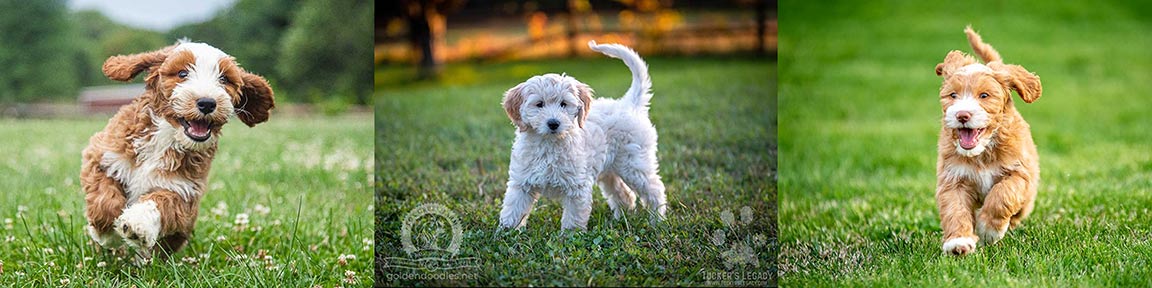 Fox creek best sale farm goldendoodles