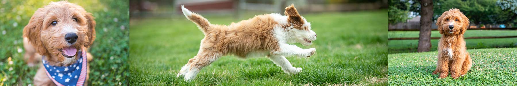 three photos of goldendoodles as banner on fox creek farm goldendoodles and bernedoodles