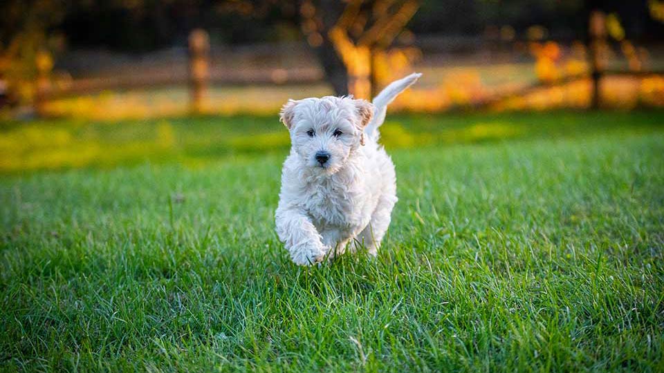 white petite golden doodle walking in grass