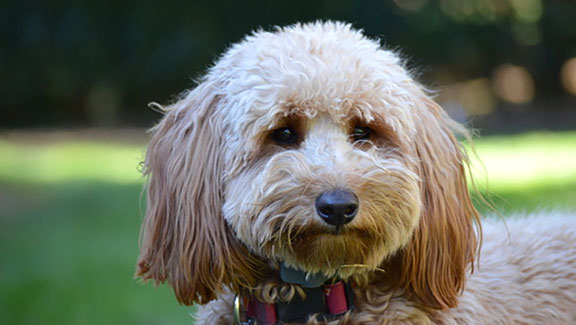 Cooper the goldendoodle