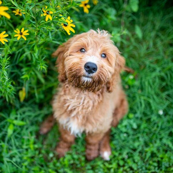 Are Goldendoodles Good Family Pets? Fox Creek Farm Doodles