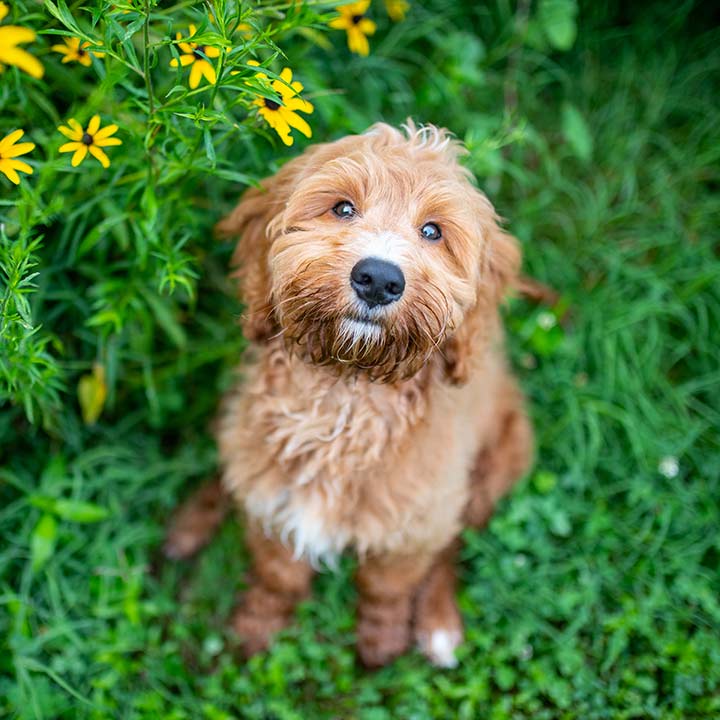 goldendoodle sitting in flowers