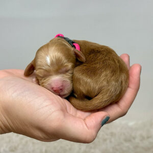 Small Goldendoodle puppy fitting inside one hand