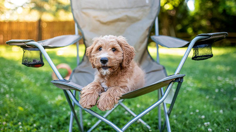 mini goldendoodle puppy sitting in camping chair