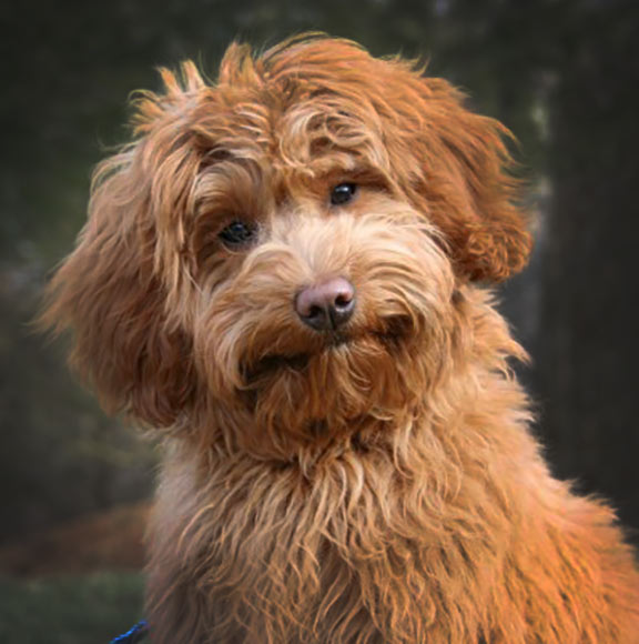 fluffy red-brown goldendoodle