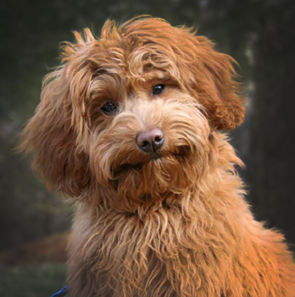 Multigenerational goldendoodle best sale