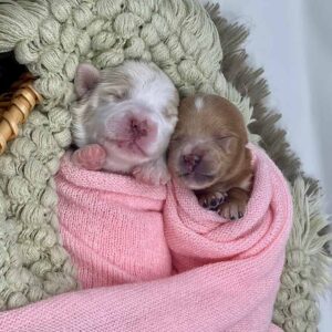 Two Goldendoodle puppies sleeping together wrapped in pink blankets