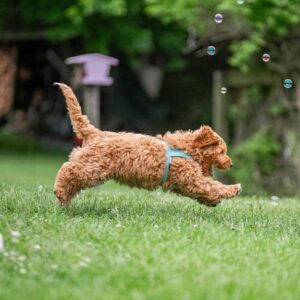 Goldendoodle puppy running and jumping after soap bubbles