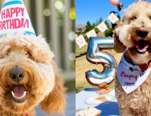 60 Tips for Throwing The Best Dog Birthday Party
