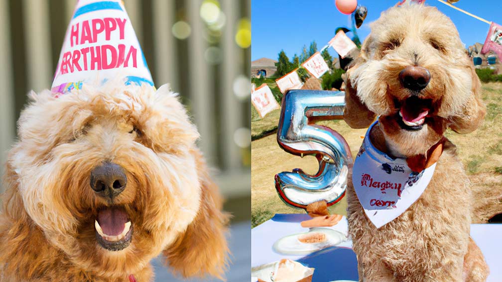 Goldendoodle birthday party image of two dogs in party hats