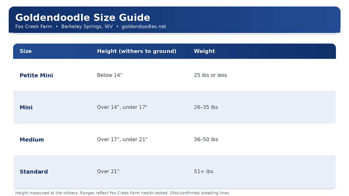 Goldendoodle size chart