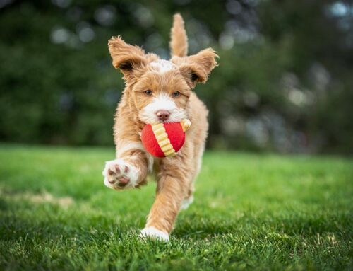 Training Goldendoodles: A Guide For Your Puppy’s First Year
