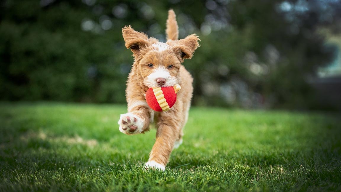 Mini Goldendoodle fetching a red and gold fabric ball