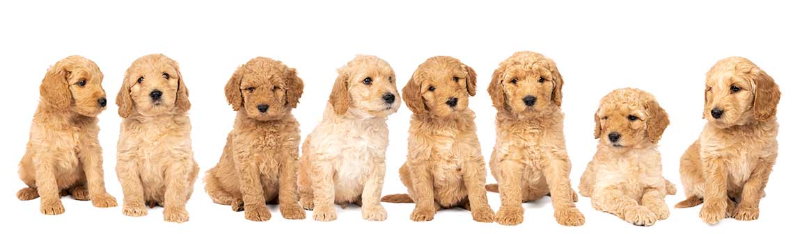 row of Goldendoodle puppies