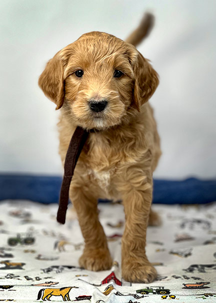 Mini goldendoodle hot sale training