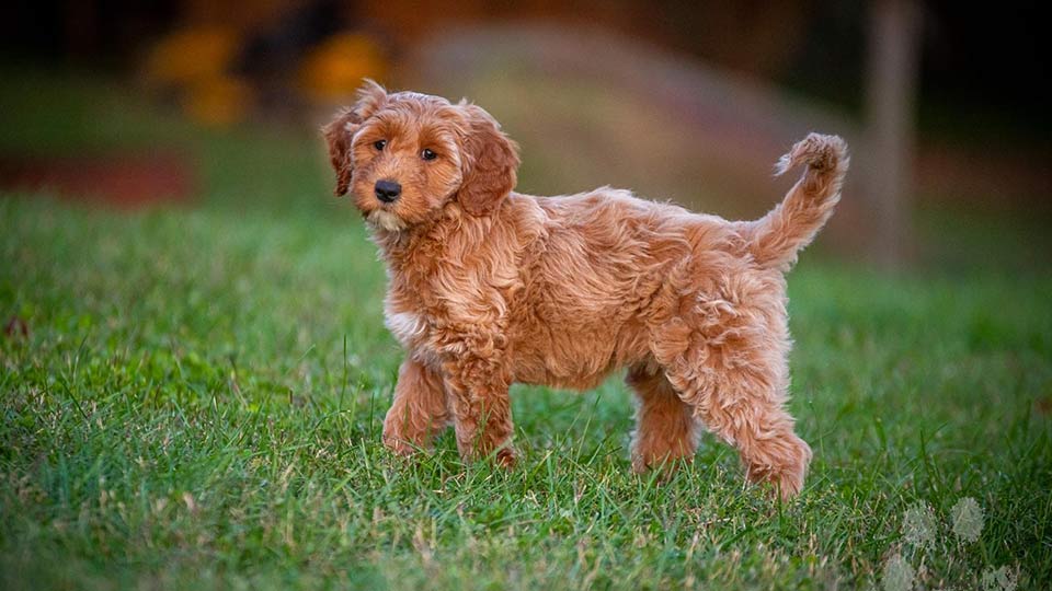 red goldendoodle standing in grass field