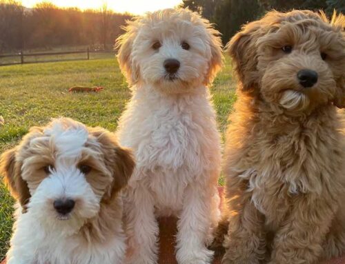 The Differences Between Goldendoodle Generations?