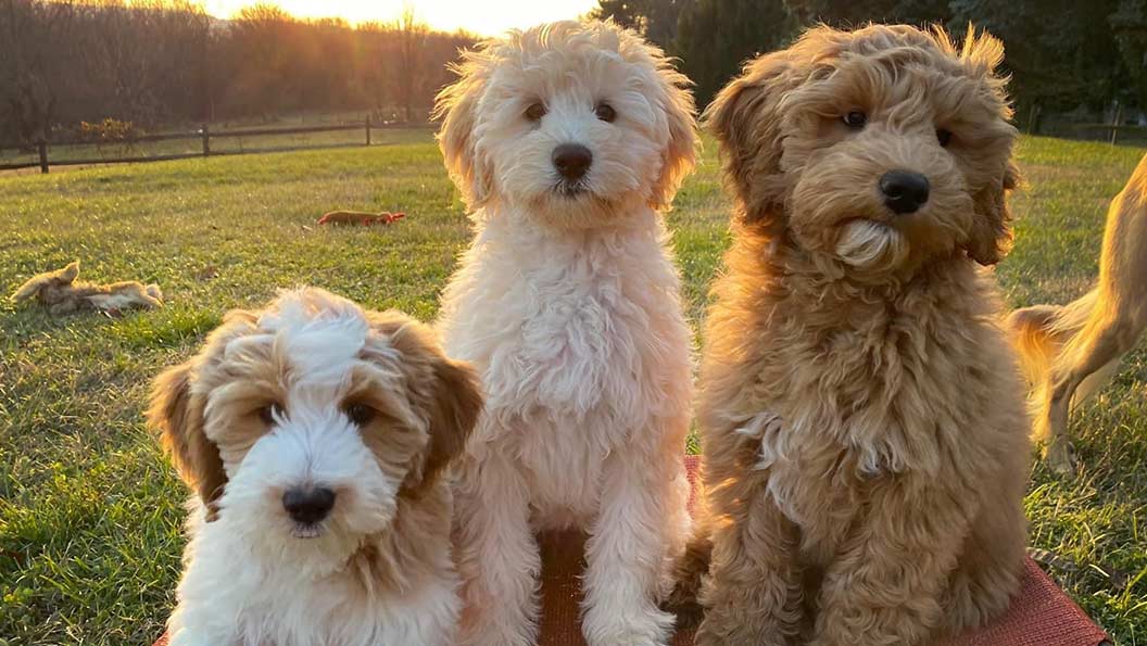 three mini goldendoodles at Fox Creek Farm