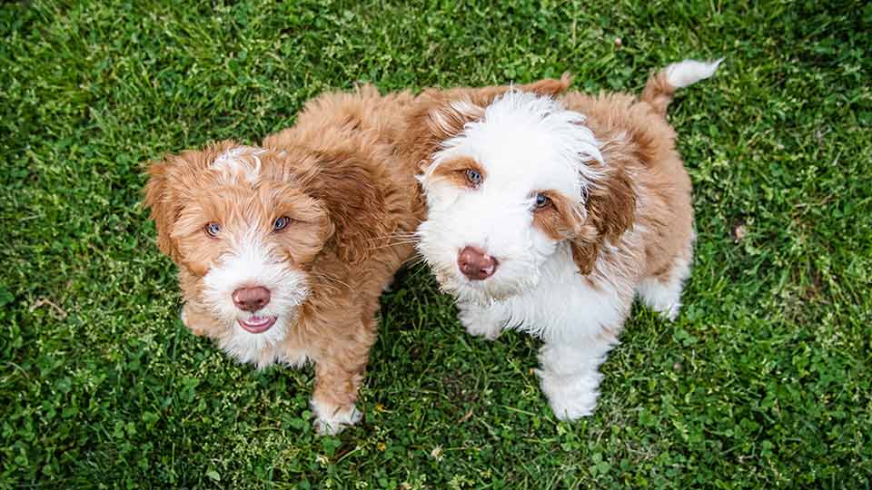 two mini goldendoodle puppies