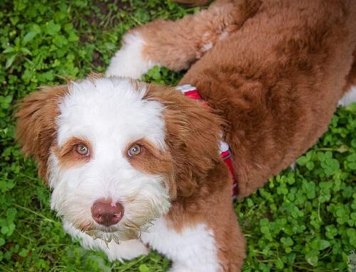 A Complete Guide on Potty Training Your Goldendoodle