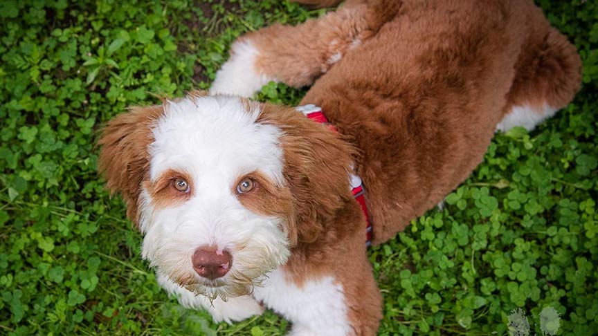 red and white mini goldendoodle